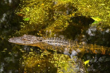 USA, Louisiana, Tensas National Wildlife Refuge. Looking down on alligator in swamp.