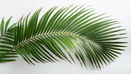 Obraz premium palm tree leaves