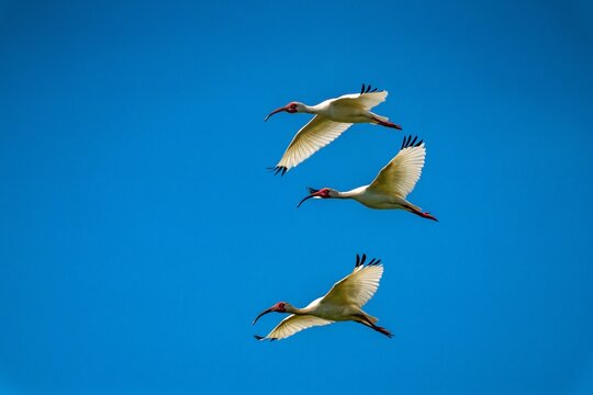 USA, Louisiana, Evangeline Parish. White ibis birds in flight.