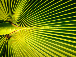 Close up of a palm leaf showing green patterns and lines of the plants foliage