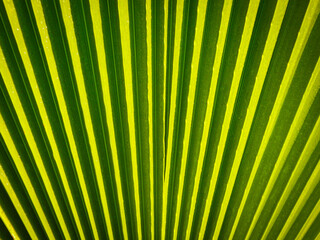 Close up of a palm leaf showing green patterns and lines of the plants foliage