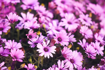 Delicate blooming festive African daisies (daisybushes), blossoming summer Osteospermum flowers in garden, selective focus