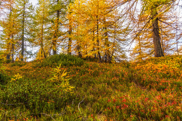  autumnal mountain landscape inside the Alpe Devero, Val D'Ossola, Verbania, Italia