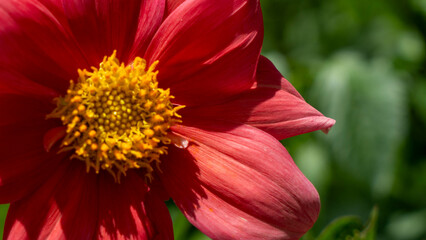 red flower macro