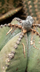 close up of a flower