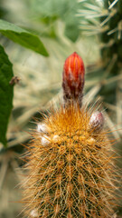 cactus with thorns