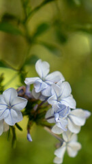 apple tree flowers