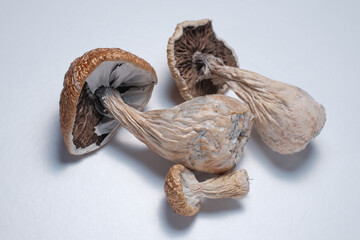 Bunch of dried mushrooms lies on white background. Dry psilocybin psychedelic magic mushrooms Golden Teacher. Top view, flat lay, close up. Alternative medicine usage