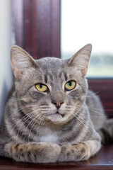 A cat is lounging on a window sill, looking at the camera