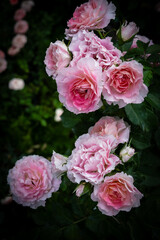 Many pink roses bloom on the branches of the trunk.