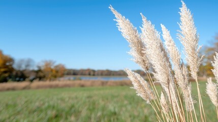 Fototapeta premium Pampas grass autumn lake landscape nature photography