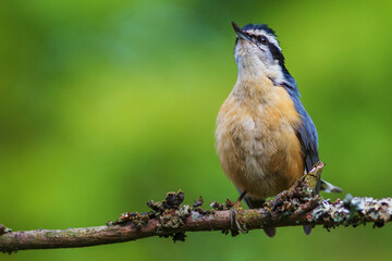 Red-breasted nuthatch calling, Montana, USA.