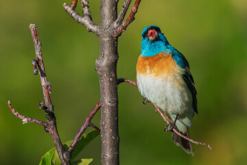 Lazuli bunting singing, Montana, USA