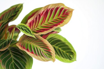 Fototapeta premium A close-up view of the green leaves on a plant, ideal for use in scientific or educational contexts