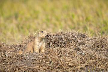 Black-tailed prairie dog sitting outside his mound being alert and at attention.