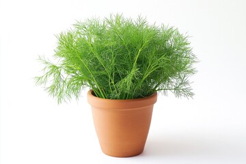 A small potted plant with lush green leaves sitting on a white surface