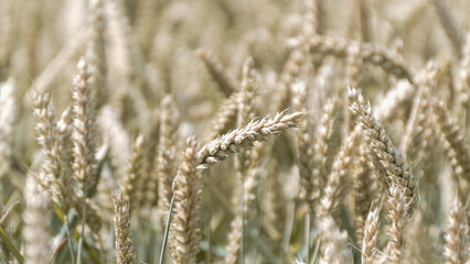 Fototapeta premium A golden wheat field in the sun 16:9