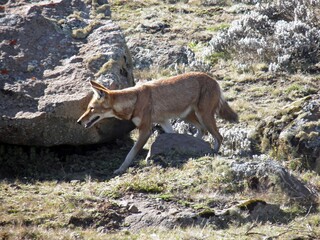 Ethiopian wolf, Canis simensis at the Bale Mountains National Park