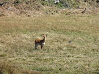 Bohor Reedbuck, Redunca redunca, at the Bale Mountains National Park