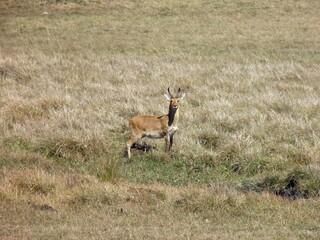 Bohor Reedbuck, Redunca redunca, at the Bale Mountains National Park