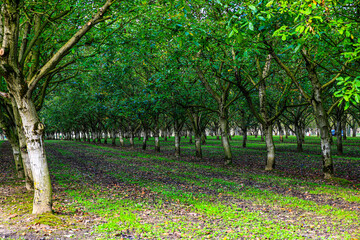 walnut trees