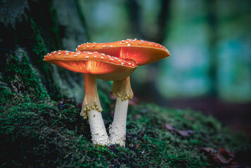 Glowing fly agaric mushrooms in the woods in an autumnal scene with atmospheric light