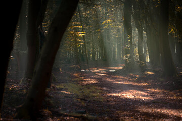 Fototapeta premium Sunray forest in old dark woods