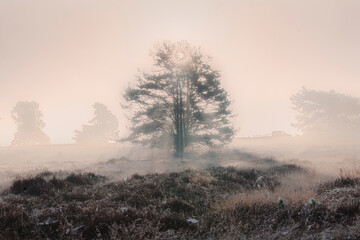 Large pine Tree against cloudy sky, on gloomy foggy day with sunlight rays coming out of the branches