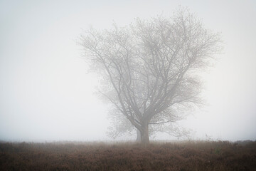 Tree with bare branches stands solitary and tranquil in a misty landscape.