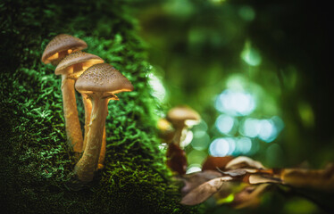 Glowing luminescent mushrooms glowing in the moss in an autumnal scene. Fantastic world of mushrooms.