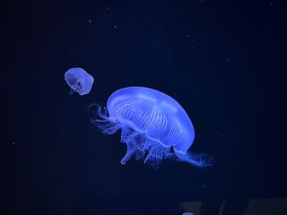 jelly fish in the aquarium