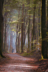Fototapeta premium Blurry Cyclist in motion on dirt road through majestic forest during autumn