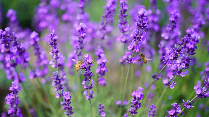 北海道札幌市「幌見峠ラベンダー園」満開のラベンダーとミツバチ