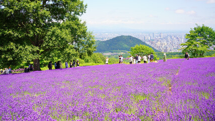 北海道札幌市「幌見峠ラベンダー園」満開のラベンダー初夏 © Hisanori kobayashi