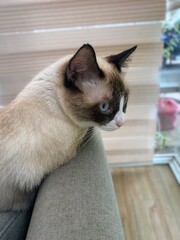 Cat watching throug the window