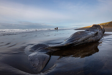 40 foot beached sperm whale in Fort Stevens State Park, Oregon, USA. © Danita Delimont