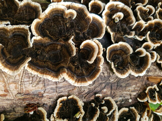 Intricate layers of fungi adorn a weathered log, showcasing rich earthy tones and unique textures, highlighting nature's artistry in decomposition.