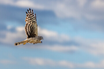 Female northern harrier in flight at the National Bison Range in Moiese, Montana, USA.