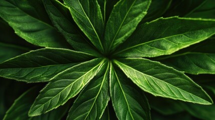 Fototapeta premium A detailed shot of a single green leaf, useful for botanical or scientific illustrations