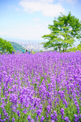 北海道札幌市「幌見峠ラベンダー園」満開のラベンダー初夏