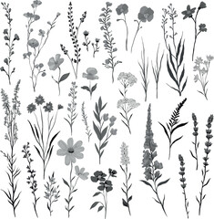 Black and white monochrome vector illustration of various wildflowers and delicate plants arranged artistically on a white background