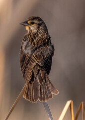 Female Redwing Blackbird at Ninepipe National Wildlife Refuge in the Mission Valley, Montana, USA.
