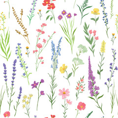 vector illustration of Seamless pattern with various wildflowers and delicate plants