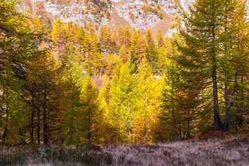  autumnal mountain landscape inside the Alpe Devero, Val D'Ossola, Verbania, Italia