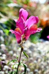 Fototapeta premium FLOR COSTA CHILE MAR JARDÍN PRIMAVERA PERRITO FLOR DE LA VIRGEN