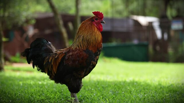 A proud cockerel struts confidently, displaying its vibrant plumage in the sunlight. Its striking colors and regal posture make for a stunning rural scene.