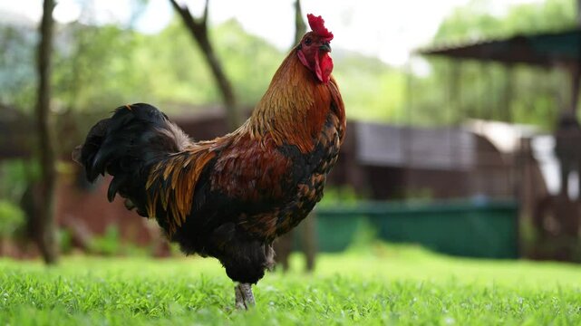 A proud cockerel struts confidently, displaying its vibrant plumage in the sunlight. Its striking colors and regal posture make for a stunning rural scene.