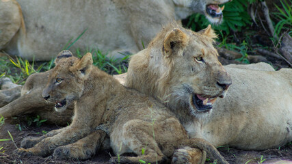 Fototapeta premium Wild & Free: Lion family in the African Wilderness