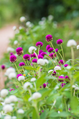 pink flowers in the garden