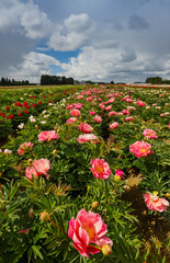 USA, Oregon, Salem. Growing peonies in field © Danita Delimont